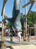 Jaws