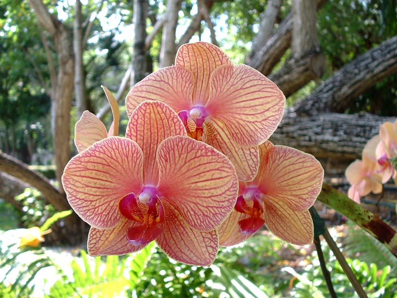 Orchid - Vizcaya, Miami