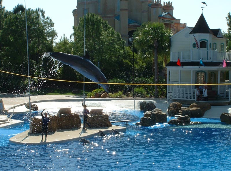 Dolphin - Seaworld