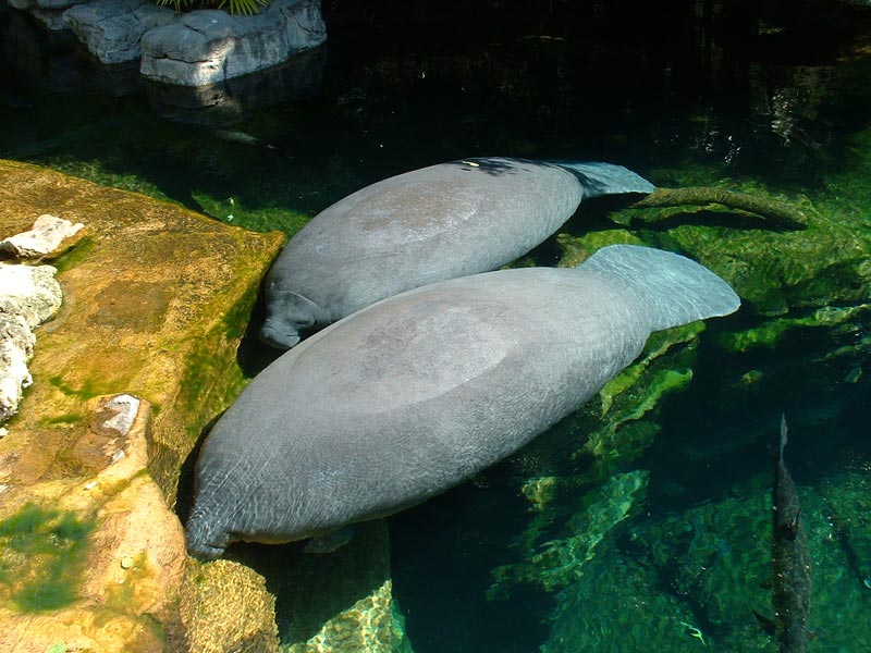 Manatees - Seaworld