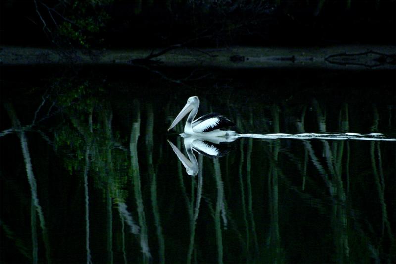 <b>5th Place</b> <br> Birdlife</b><br><font size = 1>thubleau