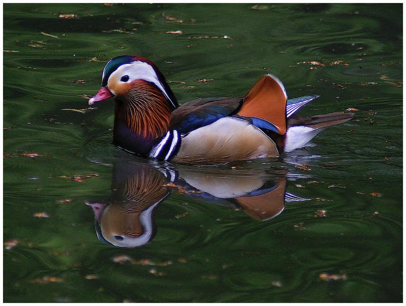 <strong>Mandarin Duck</strong>