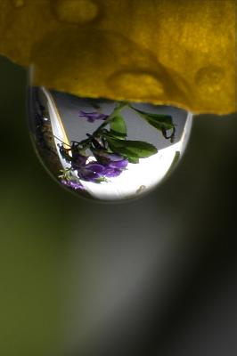 10th Place Reflection-in-Water-Dropletthubleau