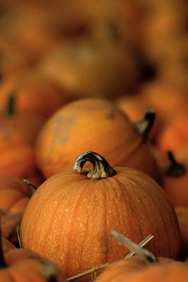 8th Place Pumpkin Patch by Jason L