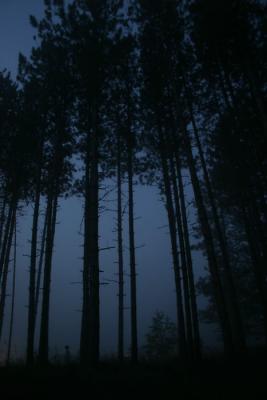 9th PlaceForbidden Forestby Jude Mc