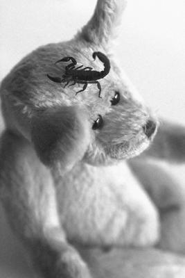 Teddy *