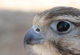 <b>Birds Eye View * </b><br><i> by Wonderstruck</i>