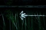 <b>5th Place</b> <br> Birdlife</b><br><font size = 1>thubleau