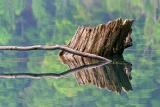 <b>7th Place<br></b> Driftwood