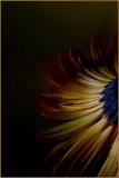 Daisy in Darkness
