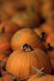 <b>8th Place</b><br><i> Pumpkin Patch <br>by Jason L</i>