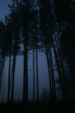 <b>9th Place</b><br>Forbidden Forest<br><i>by Jude Mc</i>