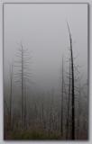 skeletons in the mist *