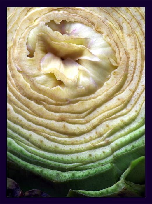 Cropped Choke<br>Ann Chaikin