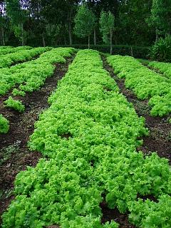 Lettuce field*  by Bubut