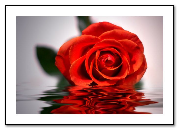 <b>6th Place<br> Rose</b><br><i> by Dick Tsang</i>
