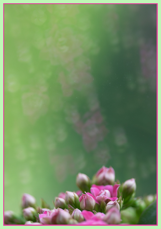 Flowers in the Window