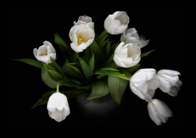 Tulips *