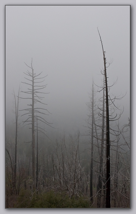 skeletons in the mist *