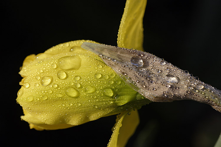 Morning Light on Rain (*)