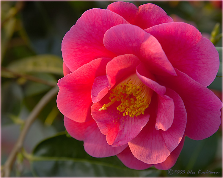 <b>Backlight *</b>