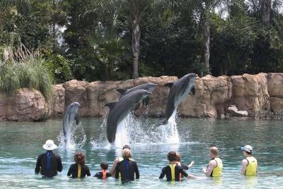 dolphins