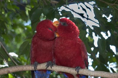 Birds