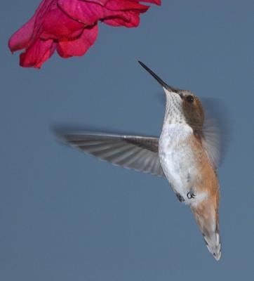 Hovering