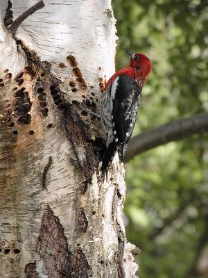 Sapsucker & Crawler