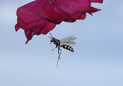 Robber Wasp