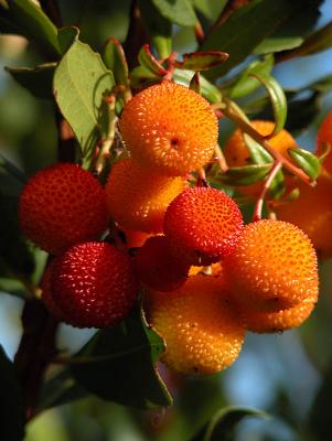 Fruit of Strawberry Tree
