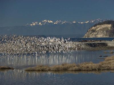 Shore Birds Flash