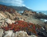 Fall Iceplant, Calif Coast