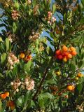 Strawberry Tree