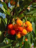 Fruit