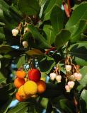 Fruit & Flower