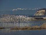 Shore Birds Flash