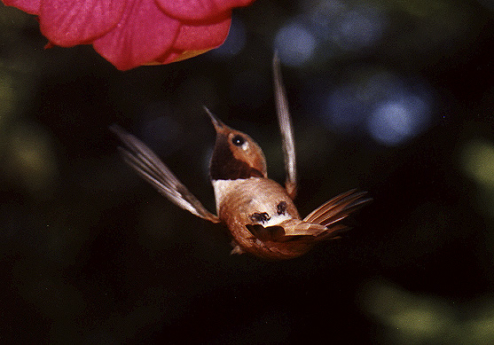 Acrobird