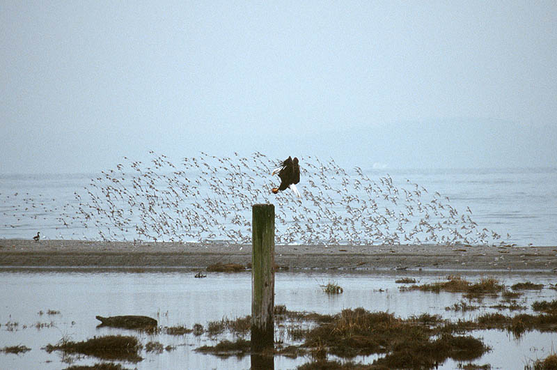 Lunch Crowd, Useless Bay, Whidbey Is.