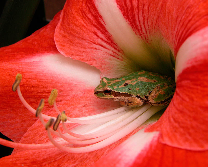 Being Green