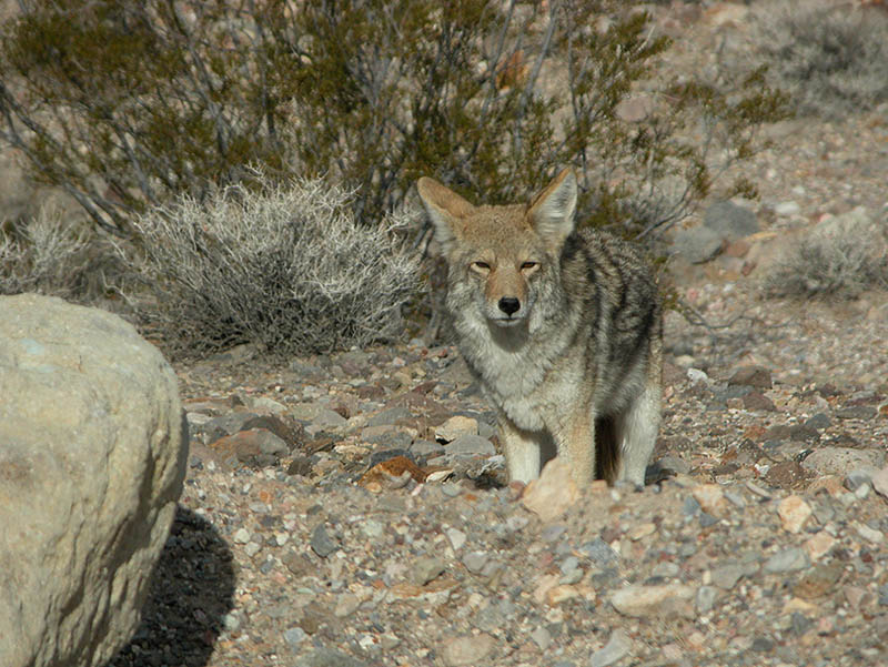 Desert Coyote, Winter, Death Valley