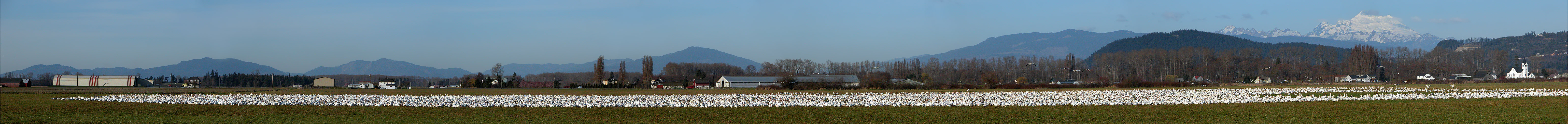 How Many Snow Geese?