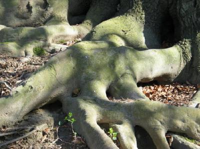 Strong Roots *