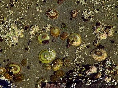 A Walk on the Ocean Floor