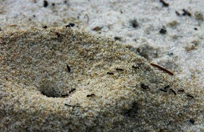 Ant-hill  *