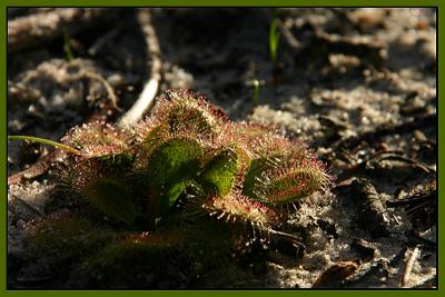 <i>Drosera whittakeri</i> *