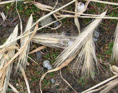 Grass Underfoot