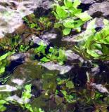 Water Flowers *