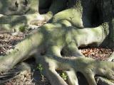Strong Roots *