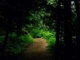 A Walk Through the Quiet Woods